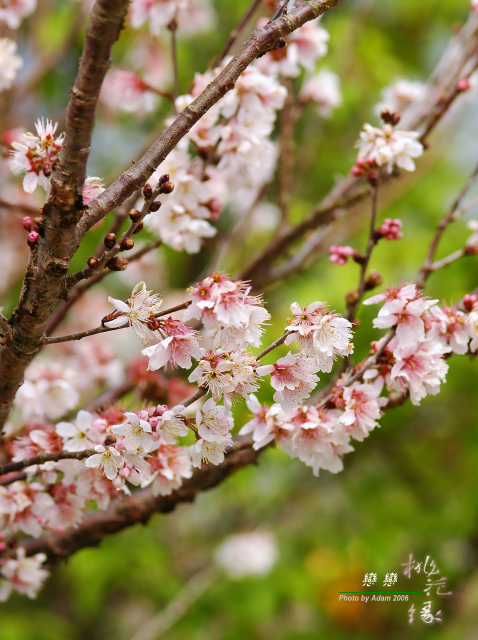 按此在新視窗瀏覽圖片
