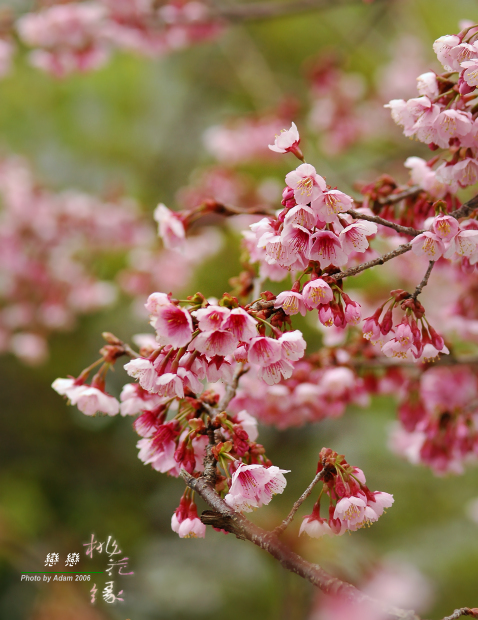 按此在新視窗瀏覽圖片