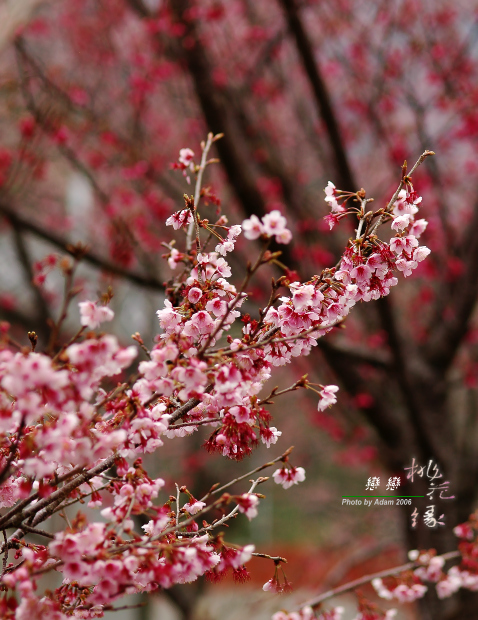 按此在新視窗瀏覽圖片