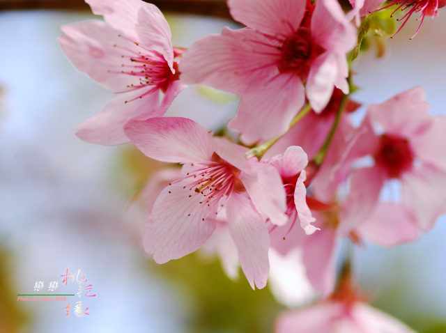 按此在新視窗瀏覽圖片