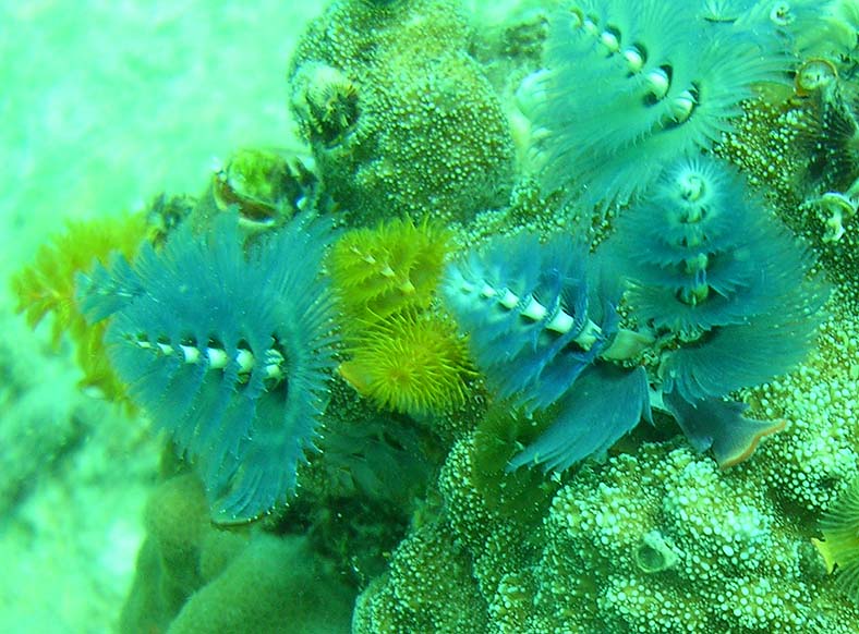 按此在新視窗瀏覽圖片