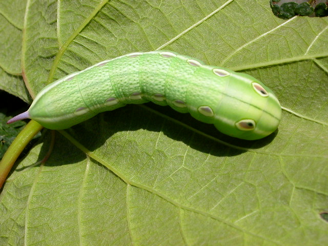 按此在新視窗瀏覽圖片