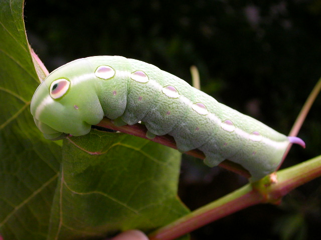 按此在新視窗瀏覽圖片