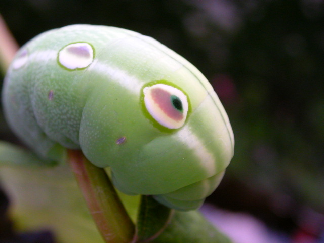 按此在新視窗瀏覽圖片