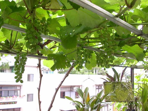 按此在新視窗瀏覽圖片