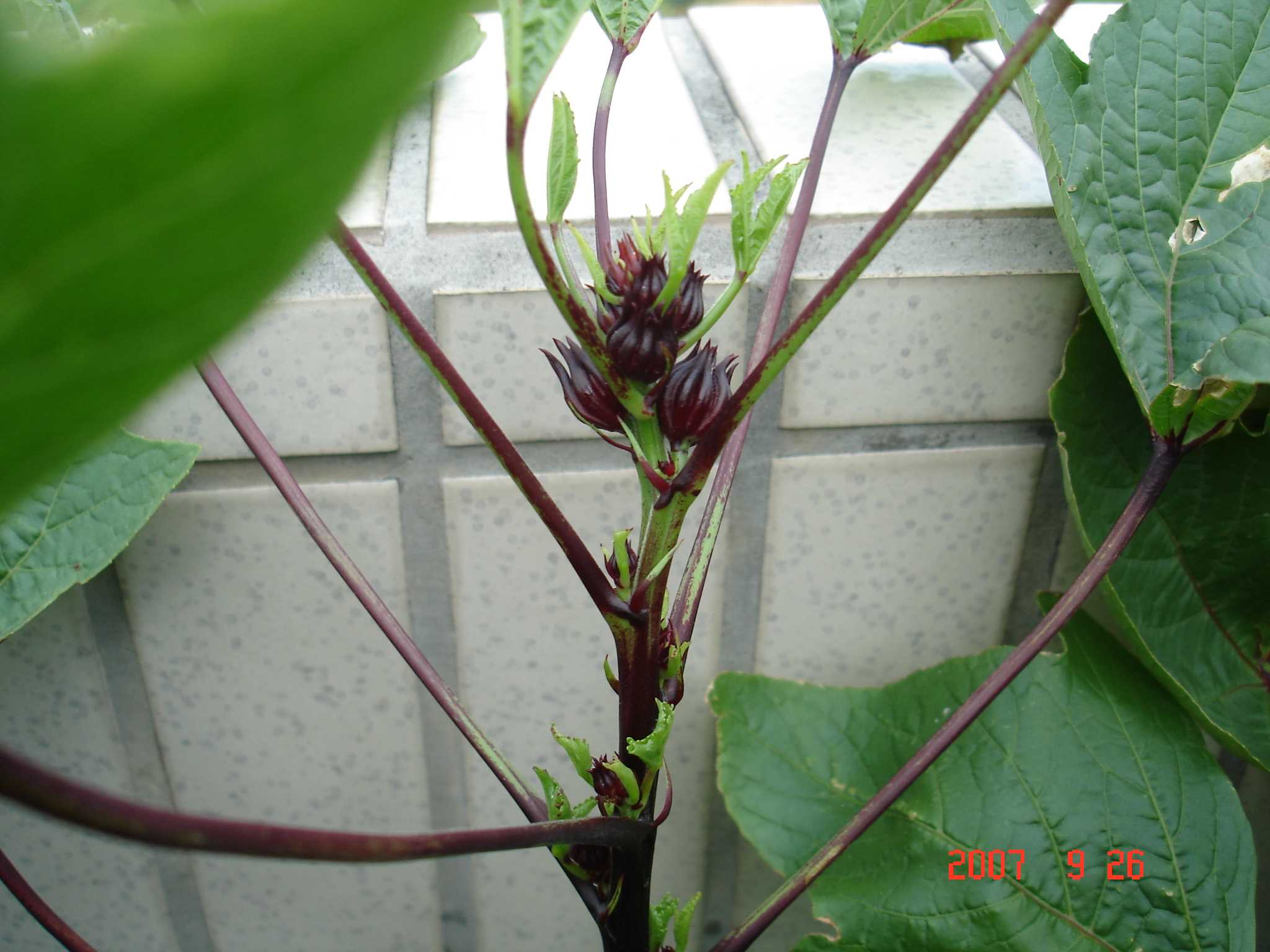 «ö¦¹¦b·sµøµ¡ÂsÄý¹Ï¤ù