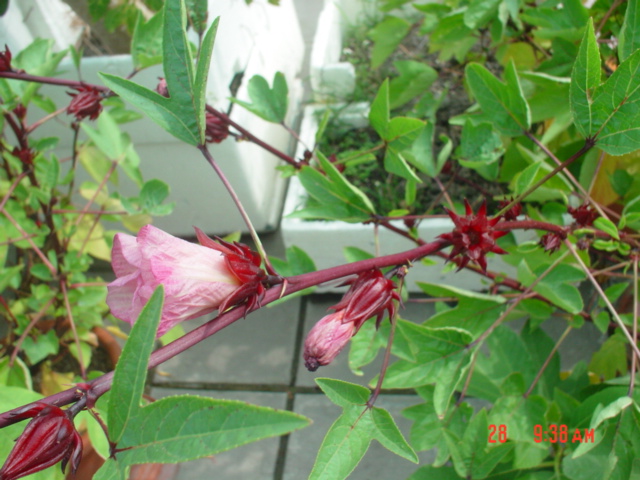 «ö¦¹¦b·sµøµ¡ÂsÄý¹Ï¤ù