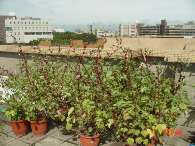 «ö¦¹¦b·sµøµ¡ÂsÄý¹Ï¤ù