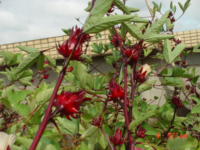 «ö¦¹¦b·sµøµ¡ÂsÄý¹Ï¤ù