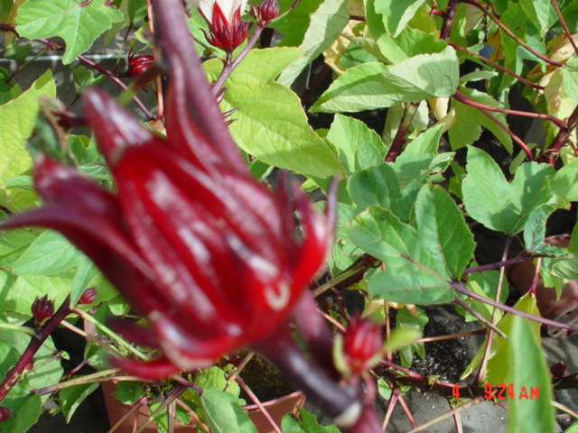 «ö¦¹¦b·sµøµ¡ÂsÄý¹Ï¤ù