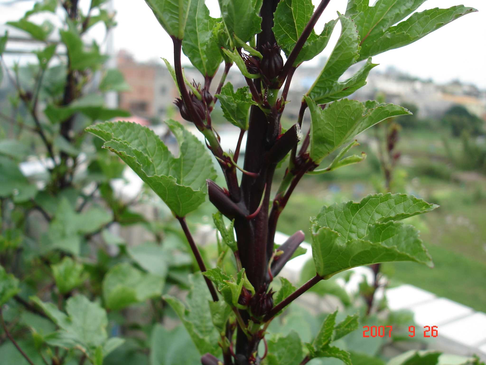 «ö¦¹¦b·sµøµ¡ÂsÄý¹Ï¤ù