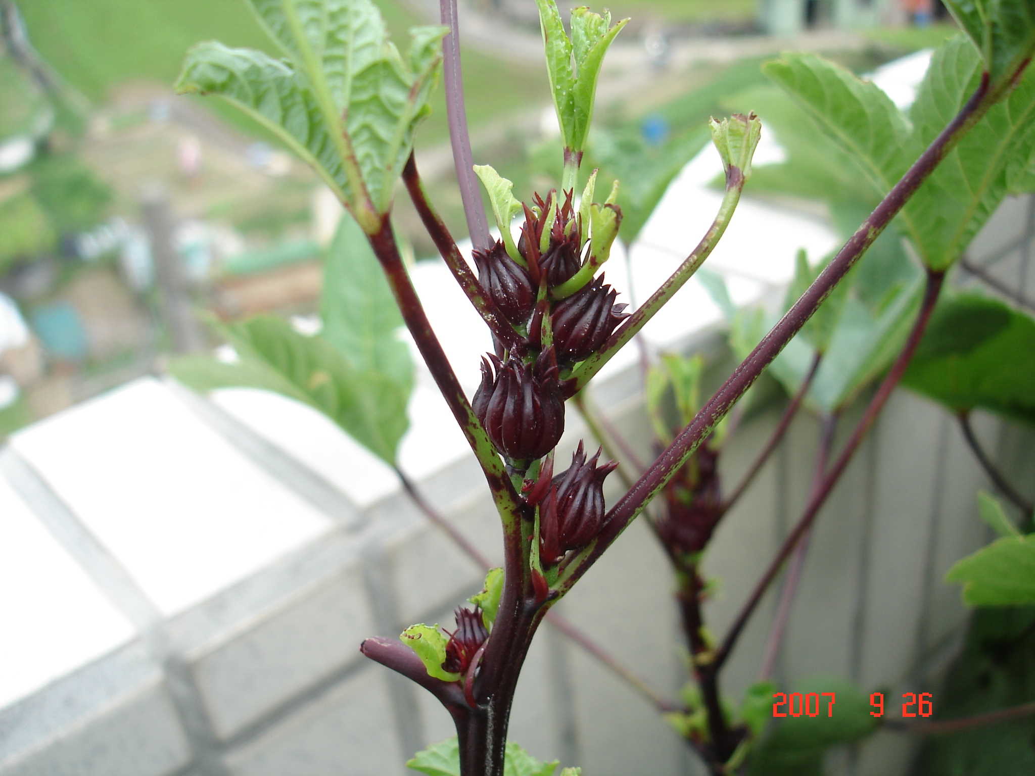 «ö¦¹¦b·sµøµ¡ÂsÄý¹Ï¤ù