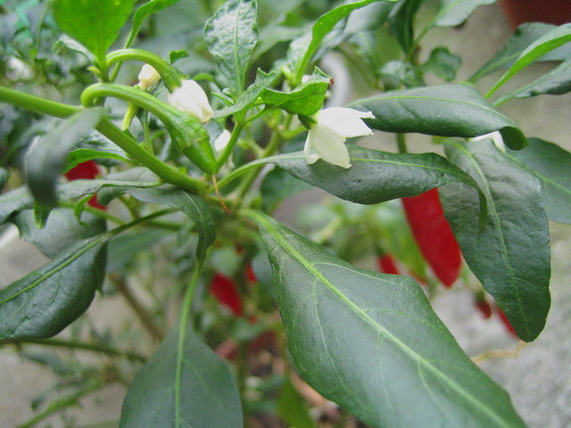 «ö¦¹¦b·sµøµ¡ÂsÄý¹Ï¤ù