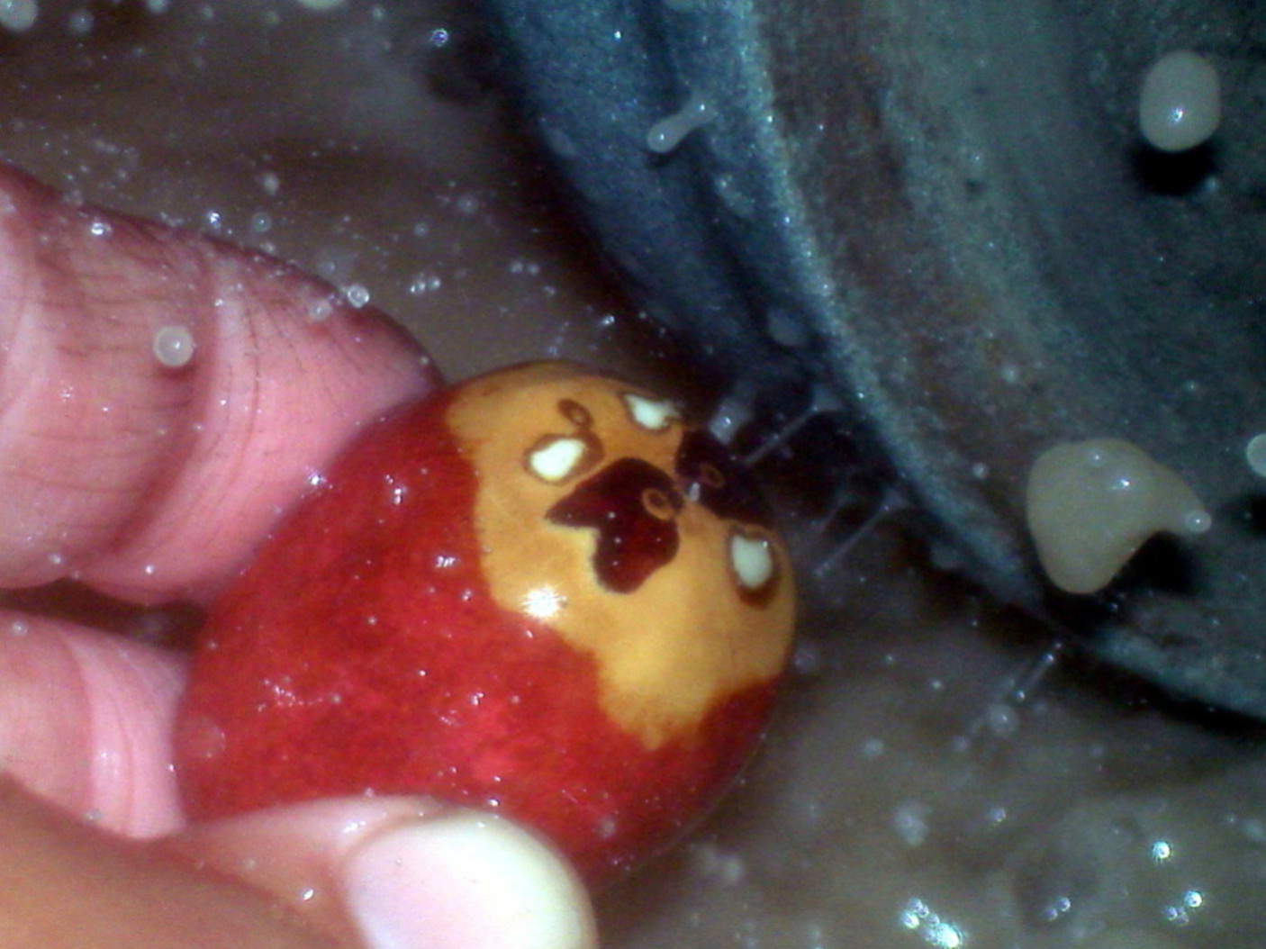 按此在新視窗瀏覽圖片