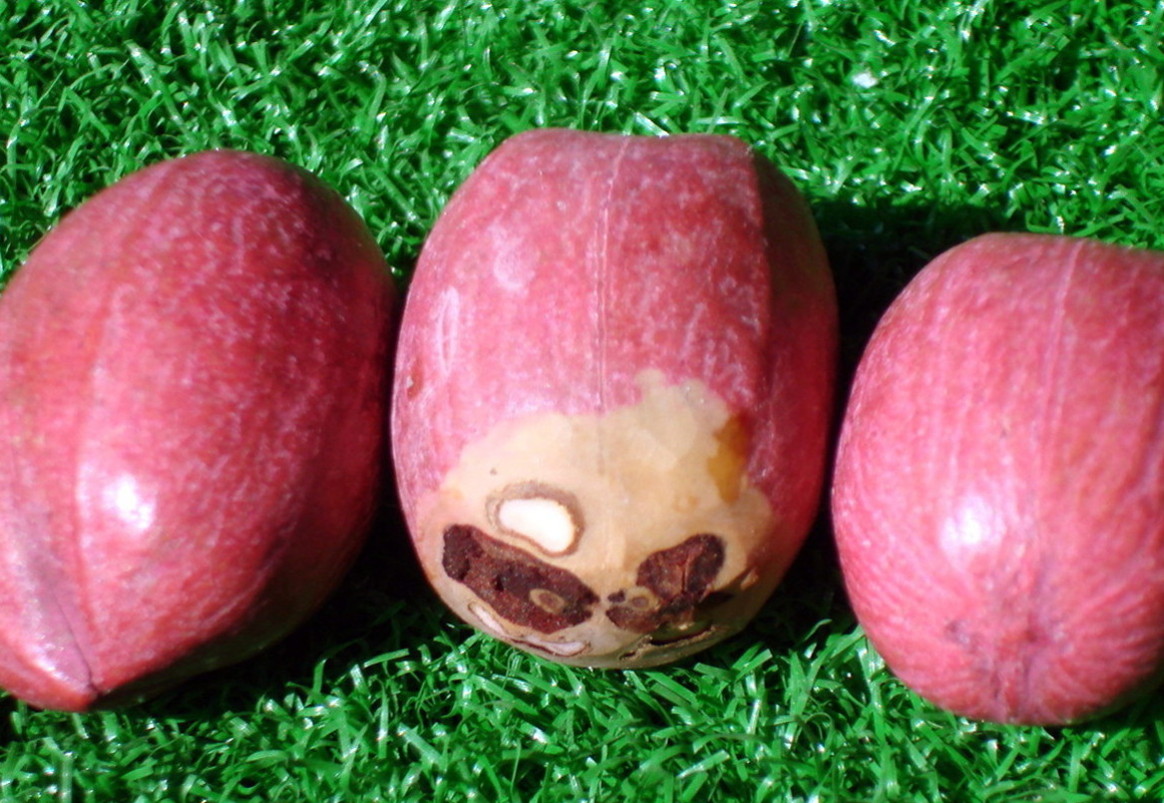 按此在新視窗瀏覽圖片