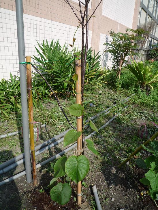 按此在新視窗瀏覽圖片