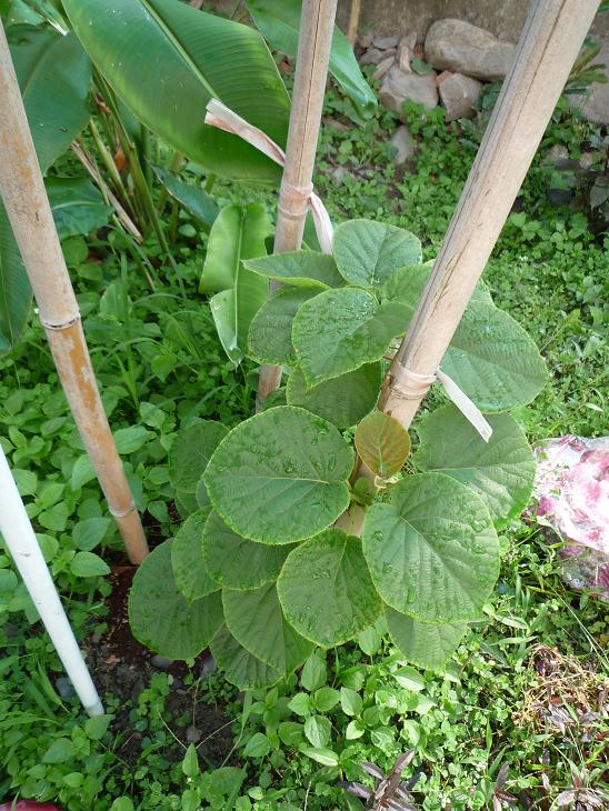 按此在新視窗瀏覽圖片