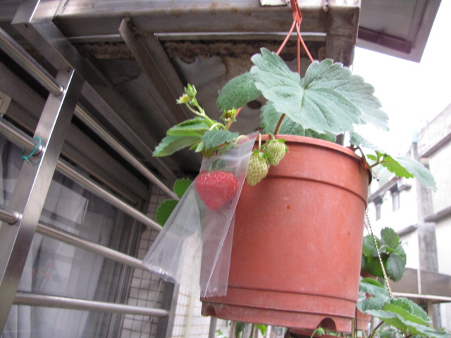 «ö¦¹¦b·sµøµ¡ÂsÄý¹Ï¤ù