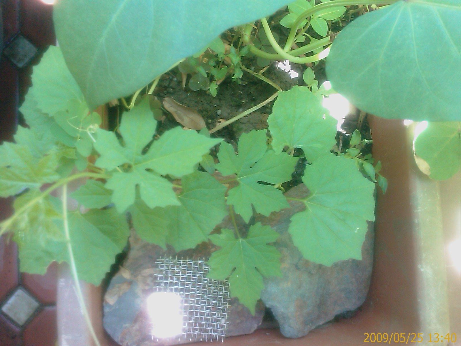 «ö¦¹¦b·sµøµ¡ÂsÄý¹Ï¤ù