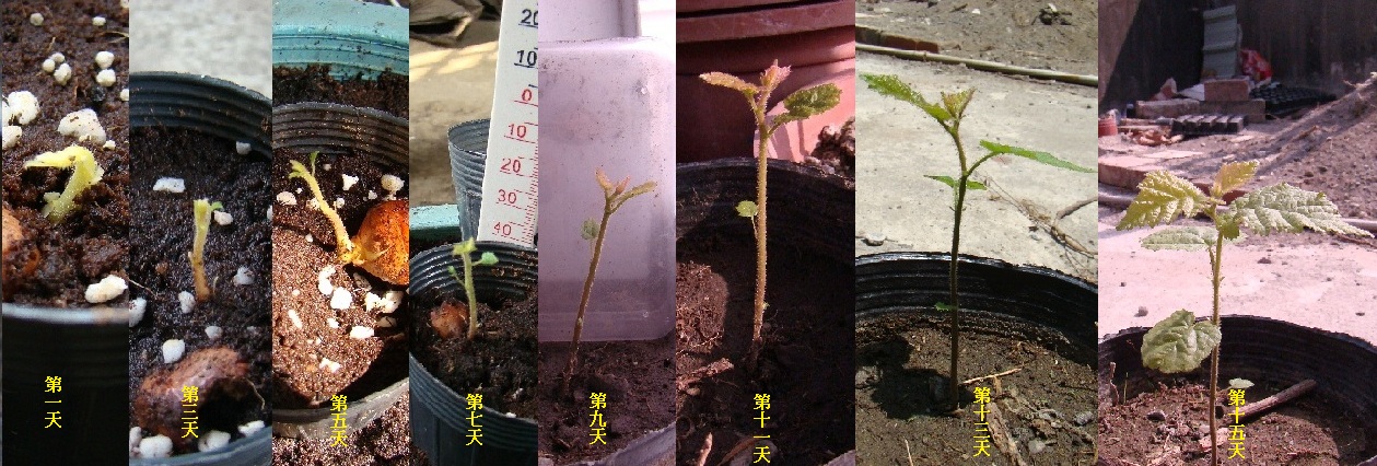 按此在新視窗瀏覽圖片