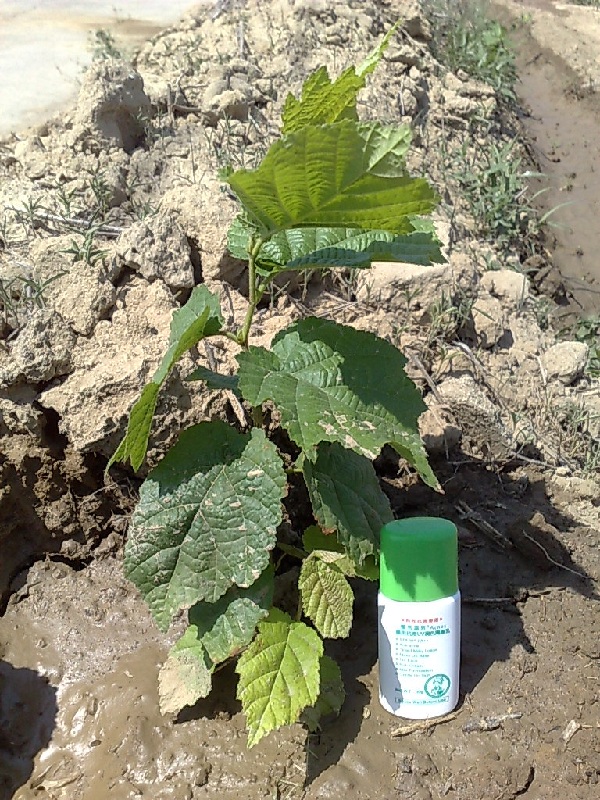 按此在新視窗瀏覽圖片