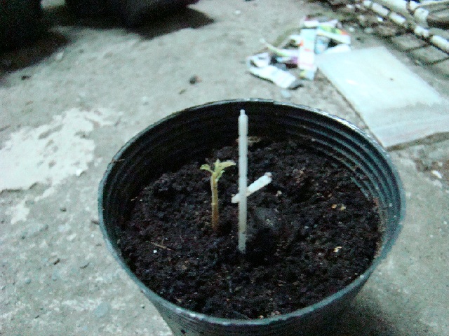 按此在新視窗瀏覽圖片