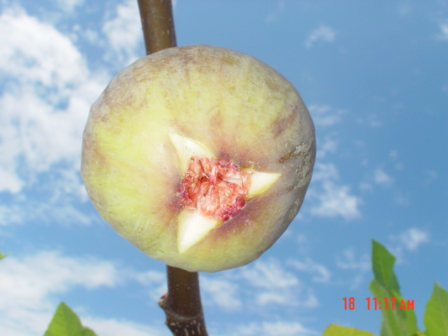 按此在新視窗瀏覽圖片