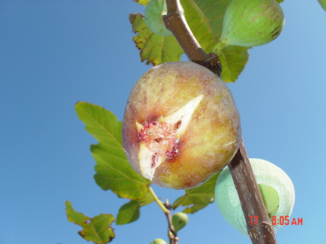 «ö¦¹¦b·sµøµ¡ÂsÄý¹Ï¤ù