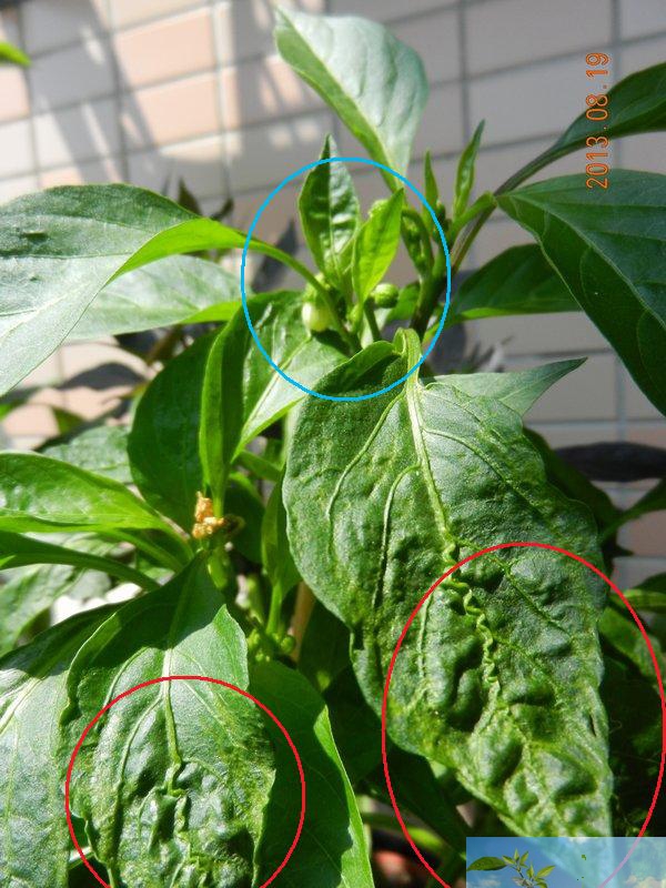 按此在新視窗瀏覽圖片