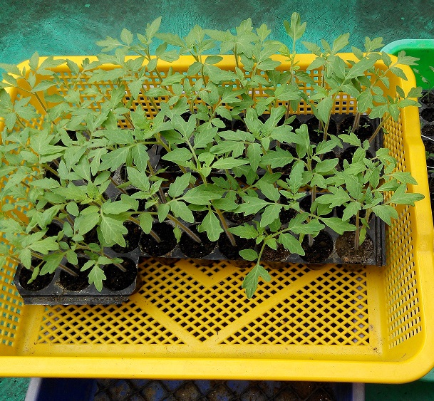 按此在新視窗瀏覽圖片