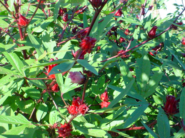 «ö¦¹¦b·sµøµ¡ÂsÄý¹Ï¤ù