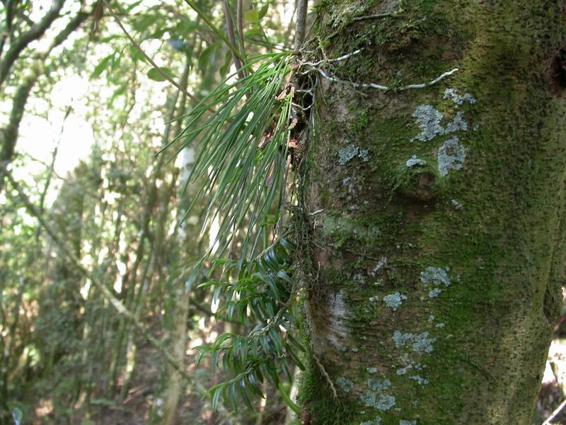 按此在新視窗瀏覽圖片