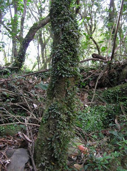 按此在新視窗瀏覽圖片