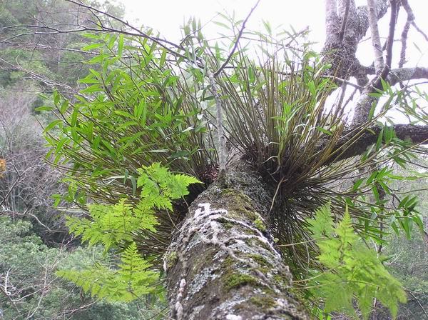 按此在新視窗瀏覽圖片