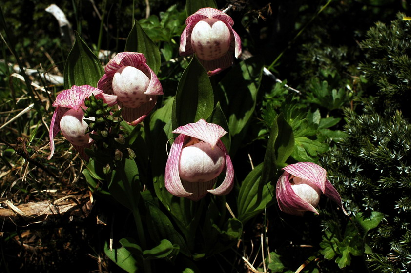按此在新視窗瀏覽圖片
