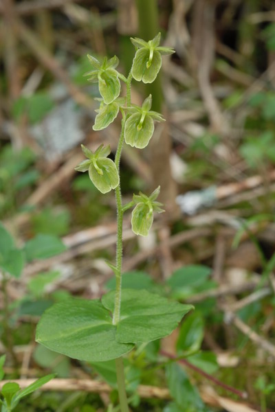 按此在新視窗瀏覽圖片