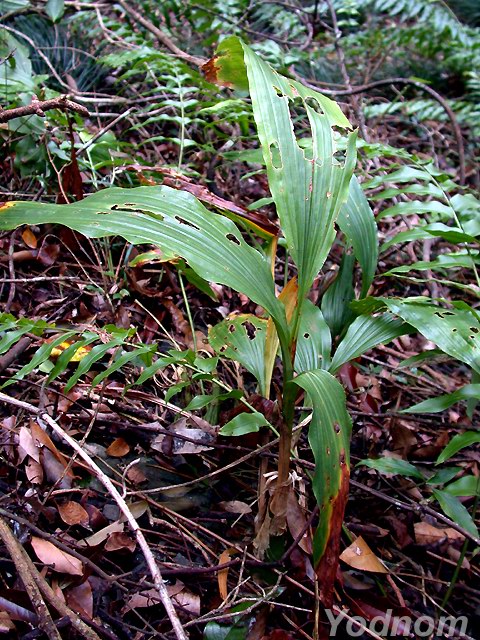 按此在新視窗瀏覽圖片