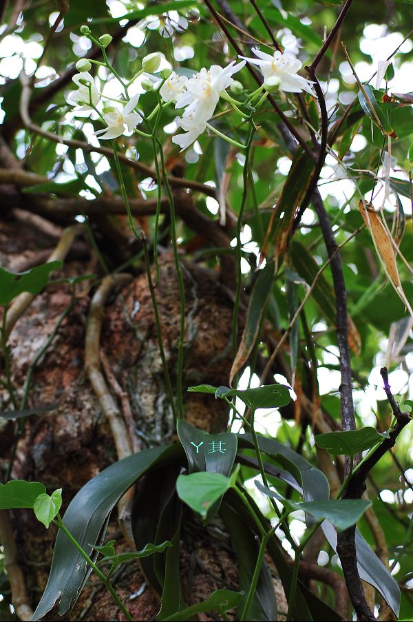 «ö¦¹¦b·sµøµ¡ÂsÄý¹Ï¤ù