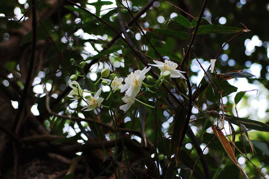 «ö¦¹¦b·sµøµ¡ÂsÄý¹Ï¤ù