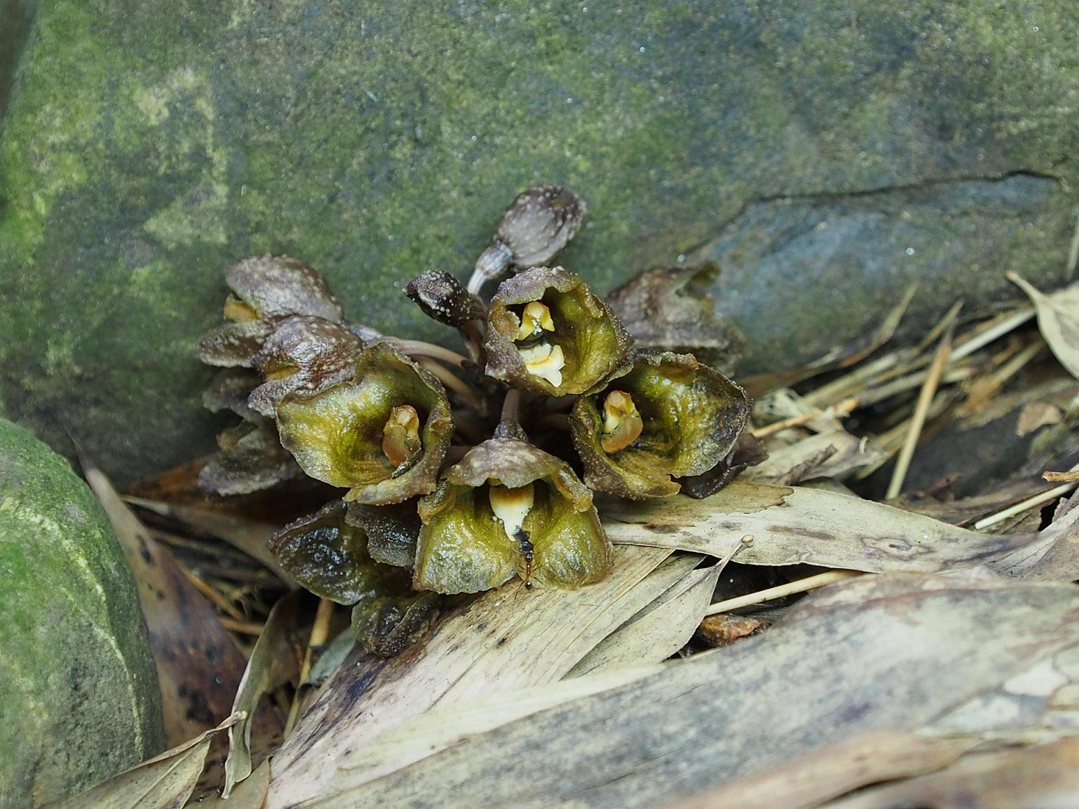 按此在新視窗瀏覽圖片