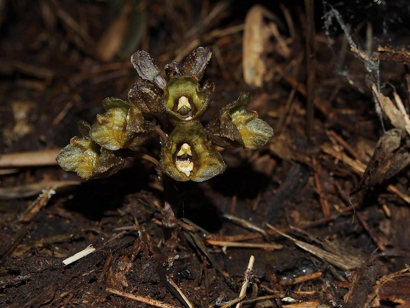 按此在新視窗瀏覽圖片