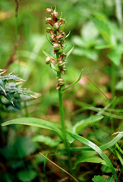 «ö¦¹¦b·sµøµ¡ÂsÄý¹Ï¤ù