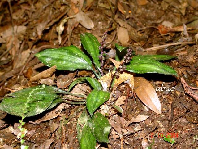 按此在新視窗瀏覽圖片