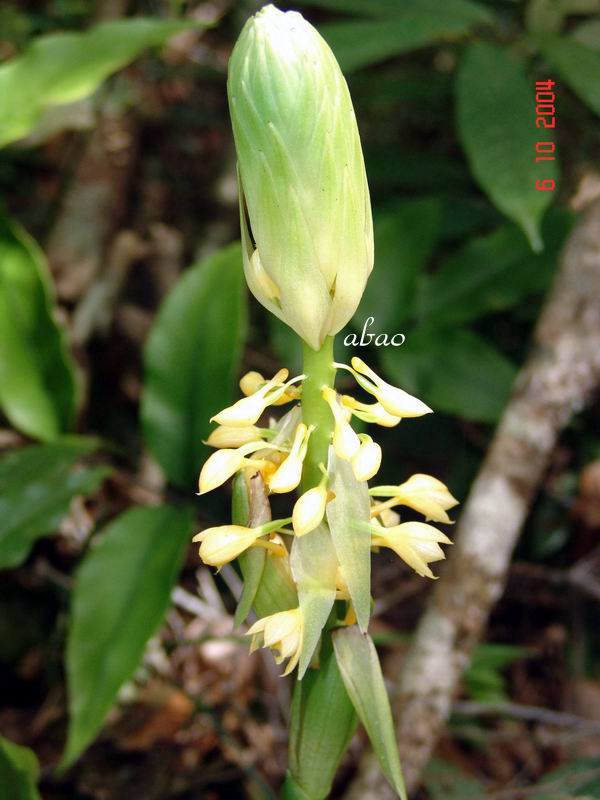 按此在新視窗瀏覽圖片