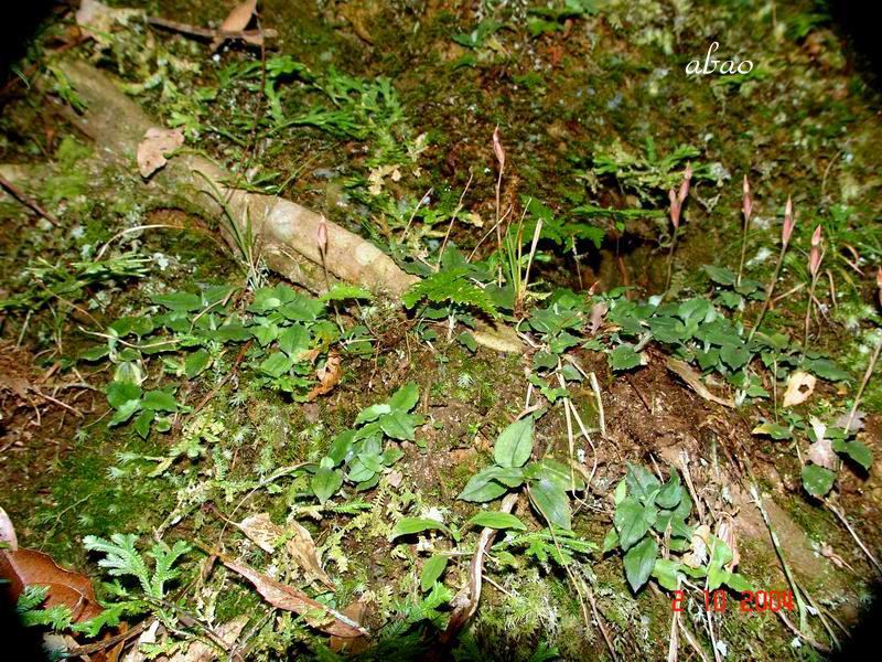 按此在新視窗瀏覽圖片