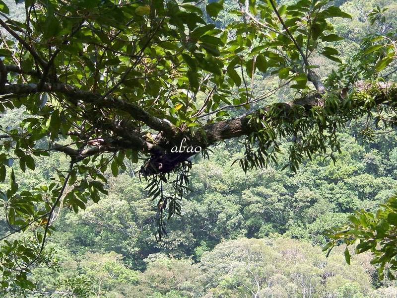 按此在新視窗瀏覽圖片