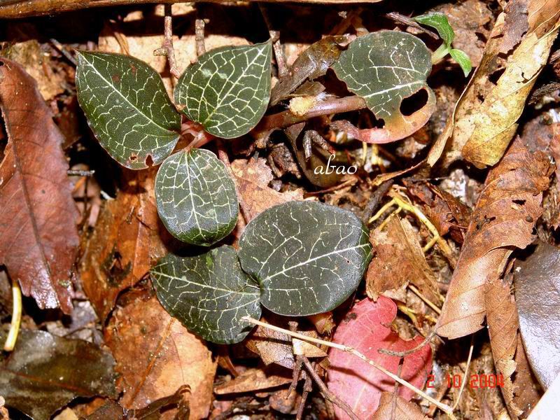 按此在新視窗瀏覽圖片