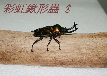 «ö¦¹¦b·sµøµ¡ÂsÄý¹Ï¤ù