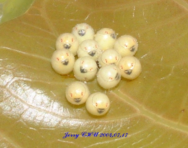 按此在新視窗瀏覽圖片