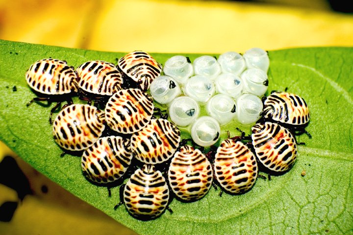 按此在新視窗瀏覽圖片